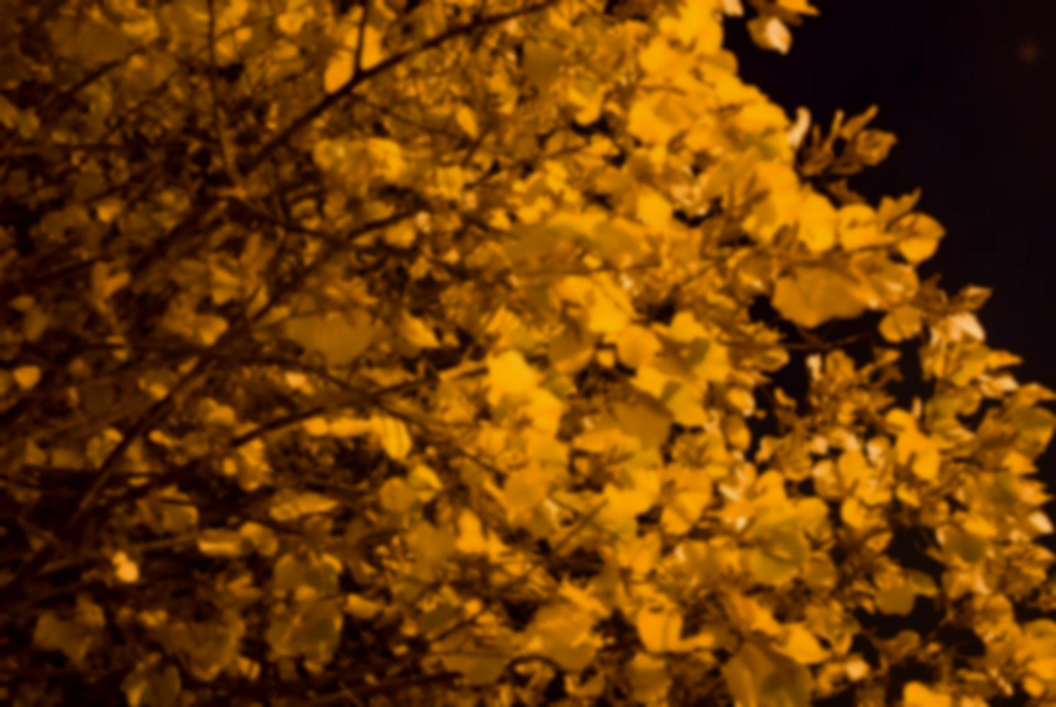 Tilleul dont le jaune des feuilles est avivé par la lumière d'un réverbère. Nanterre, octobre 2009.