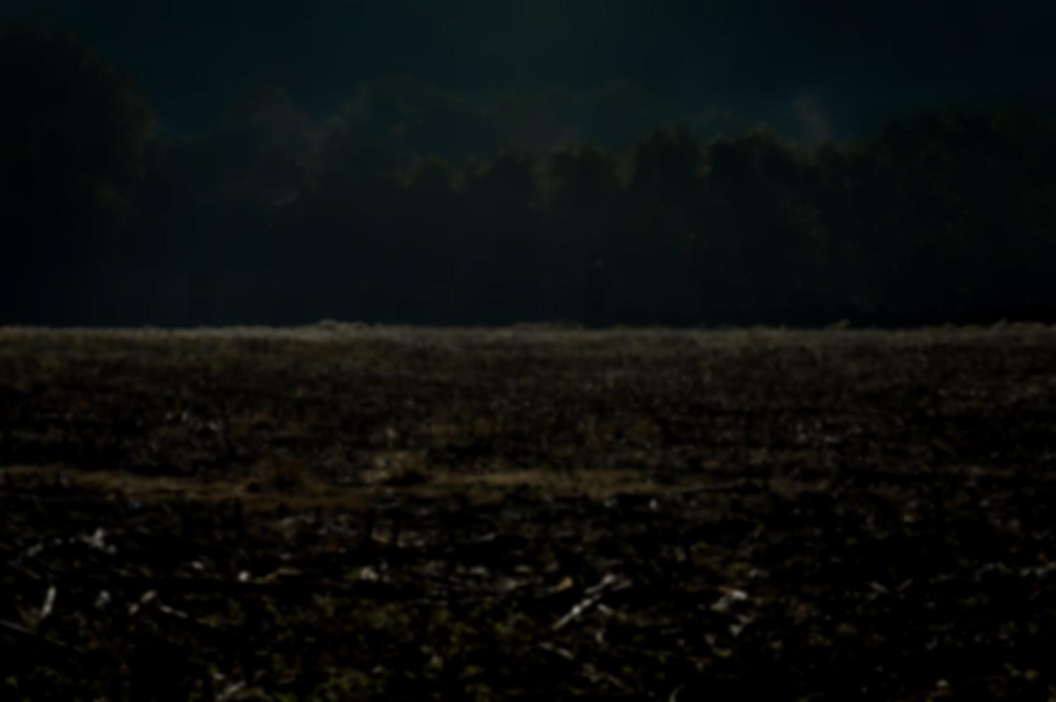 Champ de maïs moissoné, avec des morceaux de cannes à terre, d'où s'élèvent des vapeurs, et au fond un bois vert sombre. Ascain, octobre 2012.