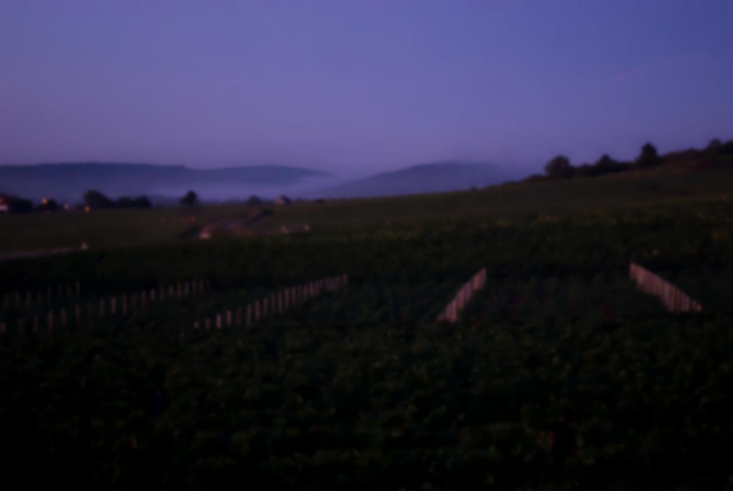 Petit matin bleu et brumeux sur les vignobles et les collines. Chassagne-Montrachet, Bourgogne, septembre 2009.