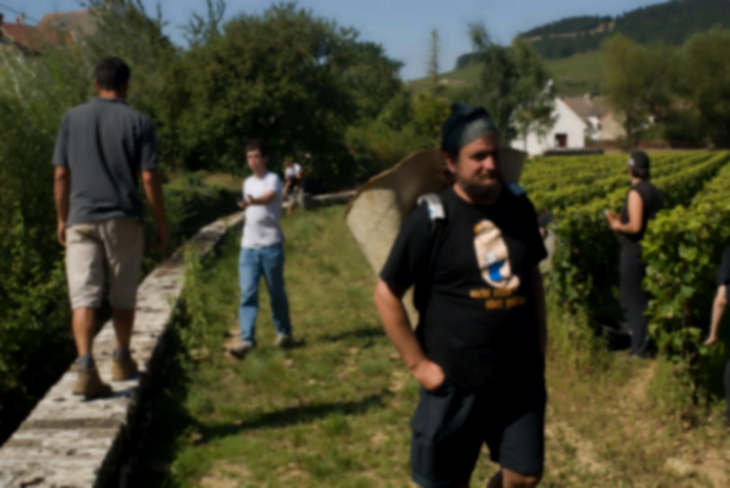 Récolte au clos : James sur le muret, les rangs de vigne, et des vendangeurs, les maisons et collines voisines. Pommard, Bourgogne, septembre 2009.