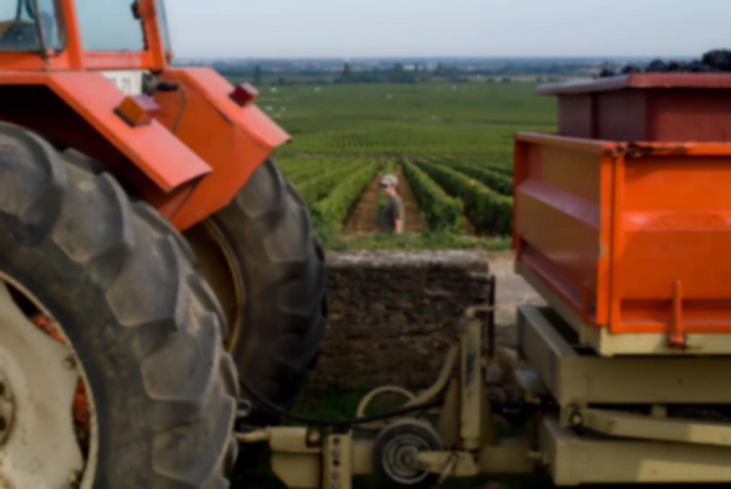 Entre le tracteur et sa benne orange, les rangs de vigne, et Mateusz. Pommard, Bourgogne, septembre 2009.