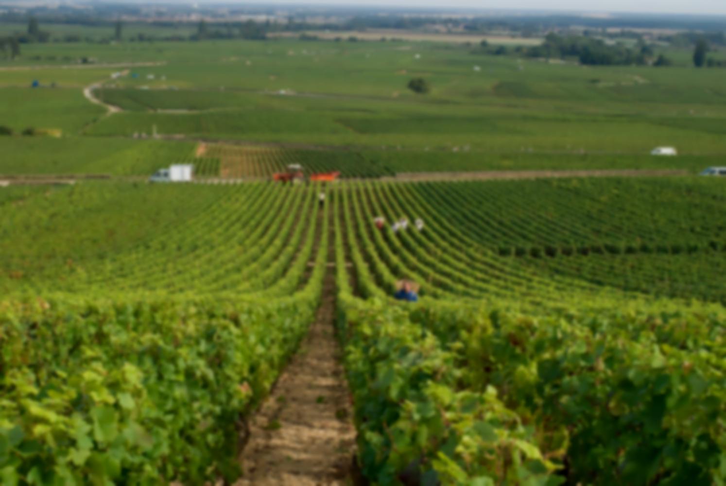 Attente en haut d'une colline : des vignobles à perte de vue, et les porteurs qui remontent les rangs. Pommard, Bourgogne, septembre 2009.