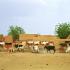 Devant le village, des vaches contournent le marigot en files. Bosseye Dogabe, Burkina Faso, mai 2008.