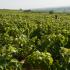 Un paysage valloné, des vignobles à l'infini, et Delphine qui dépasse jusqu'aux épaules. Pommard, Bourgogne, septembre 2009.