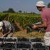 Huit caisses remplies de raisin noir sont alignées devant un vignoble. Penché devant, Fernand écrit en s'appuyant sur son genou pendant que James s'apprête à poser une autre caisse. Chassagne-Montrachet, Bourgogne, septembre 2009.