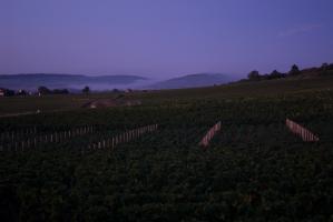 Petit matin bleu et brumeux sur les vignobles et les collines. Chassagne-Montrachet, Bourgogne, septembre 2009.