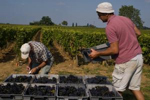 Huit caisses remplies de raisin noir sont alignées devant un vignoble. Penché devant, Fernand écrit en s'appuyant sur son genou pendant que James s'apprête à poser une autre caisse. Chassagne-Montrachet, Bourgogne, septembre 2009.