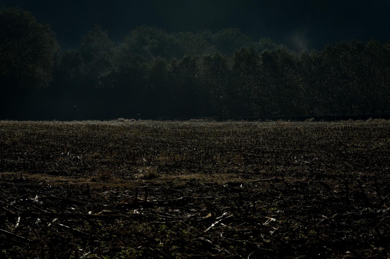 Champ de maïs moissoné, avec des morceaux de cannes à terre, d'où s'élèvent des vapeurs, et au fond un bois vert sombre. Ascain, octobre 2012.