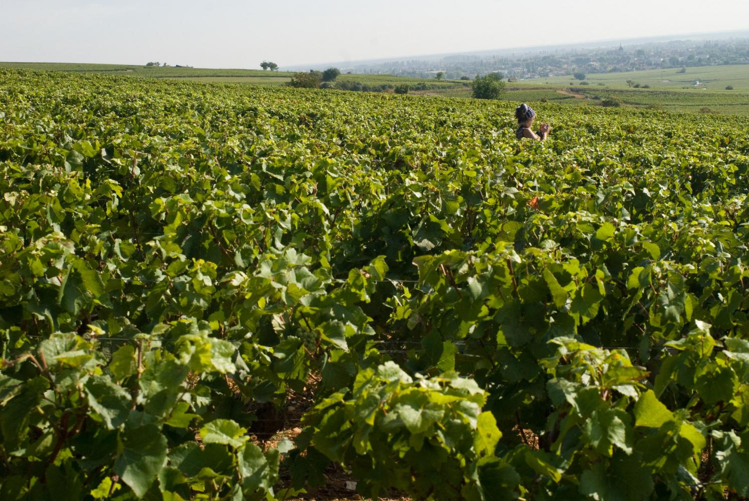 Un paysage valloné, des vignobles à l'infini, et Delphine qui dépasse jusqu'aux épaules. Pommard, Bourgogne, septembre 2009.