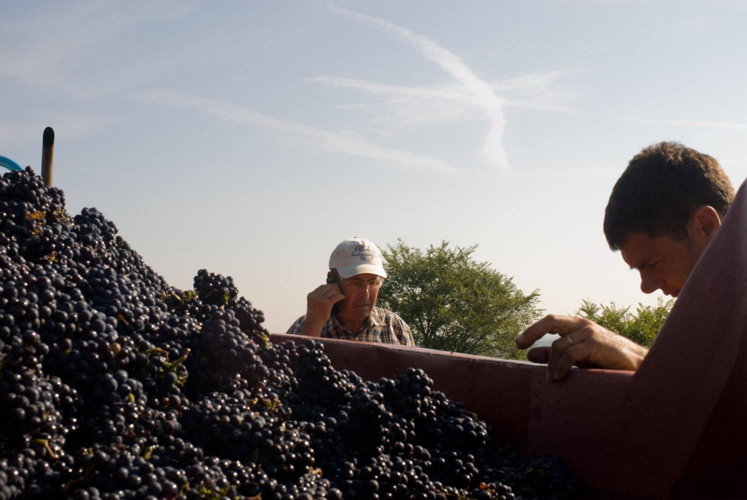 Les patrons :  Fernand au téléphone et James, près de la benne remplie de raisin noir. Pommard, Bourgogne, septembre 2009.