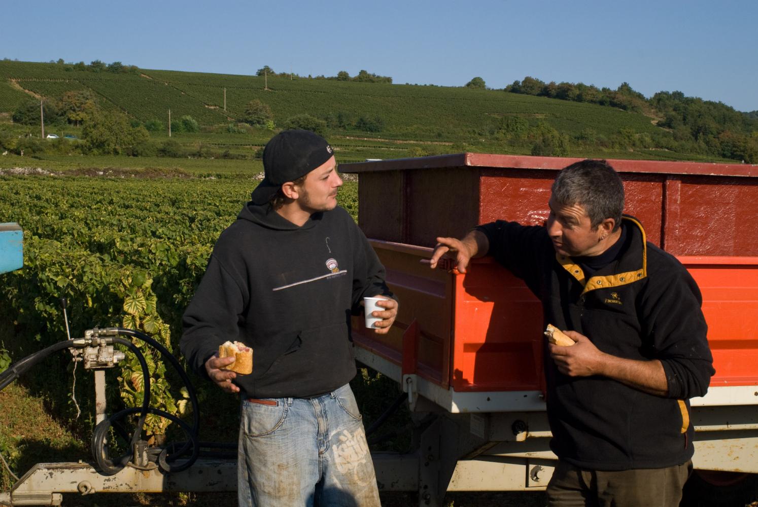 Le casse-croûte à la main, appuyés à la benne orange, deux vendangeurs ont une discussion animée. Chassagne-Montrachet, Bourgogne, septembre 2009.