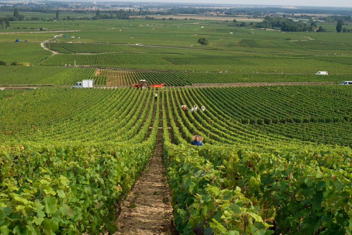 Attente en haut d'une colline : des vignobles à perte de vue, et les porteurs qui remontent les rangs. Pommard, Bourgogne, septembre 2009.