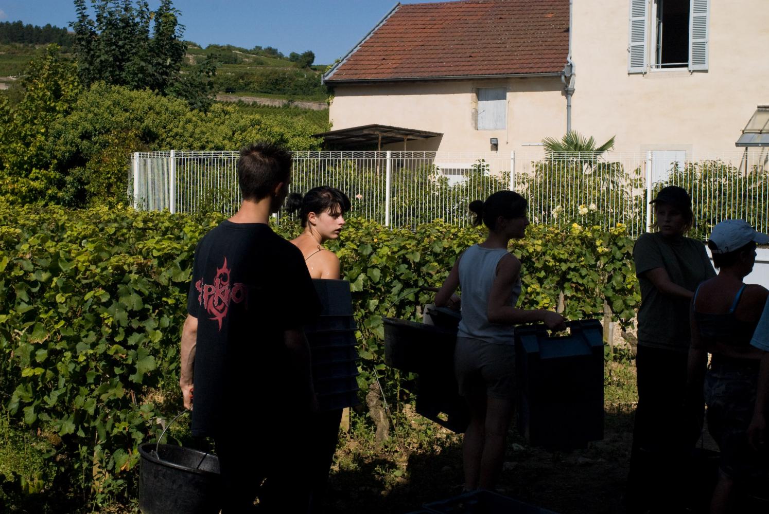 Des vendangeurs passent à l'ombre d'une maison en sortant du clos, une parcelle fermée. En plus de leurs seaux, ils portent des caisses de plastique. Pommard, Bourgogne, septembre 2009.